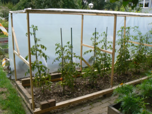 Tomatenpflanzen im neuen Gewchshaus