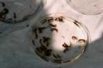 Insekten in der Petrischale