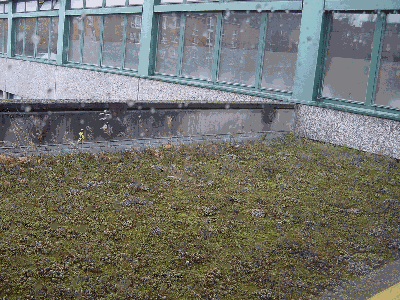 Dachgarten im Detail