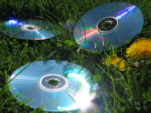 CDs im Gras, Butterblume