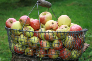 Äpfel. Foto: Ines Engelbrecht
