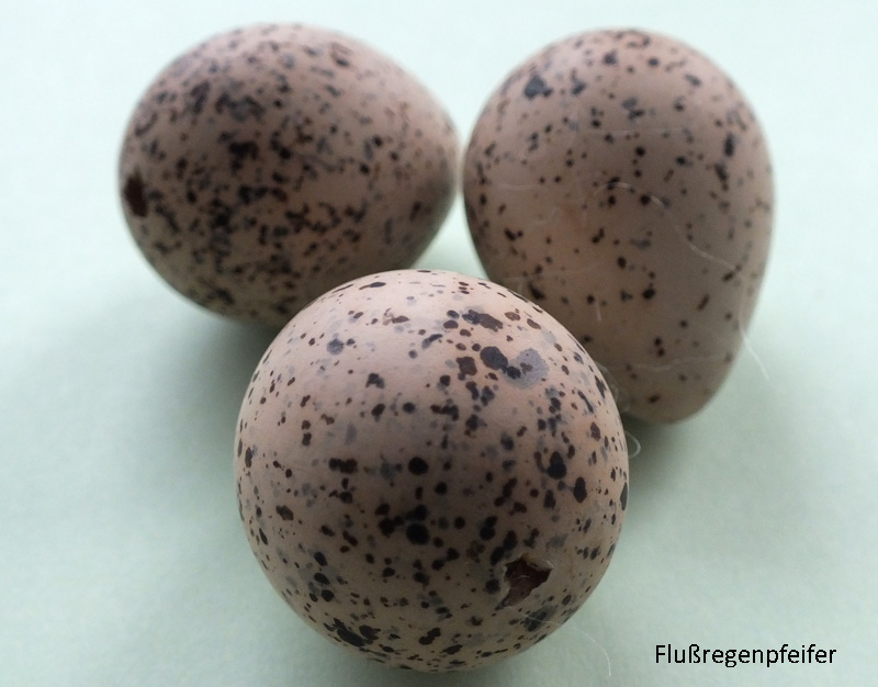 Das Foto zeigt drei Eier des Flußregenpfeifers