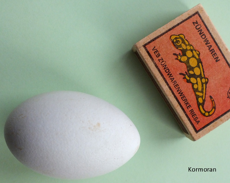 Das Foto zeigt ein Ei des Kormorans