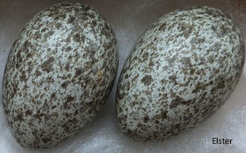 Das Foto zeigt zwei Eier der Elster