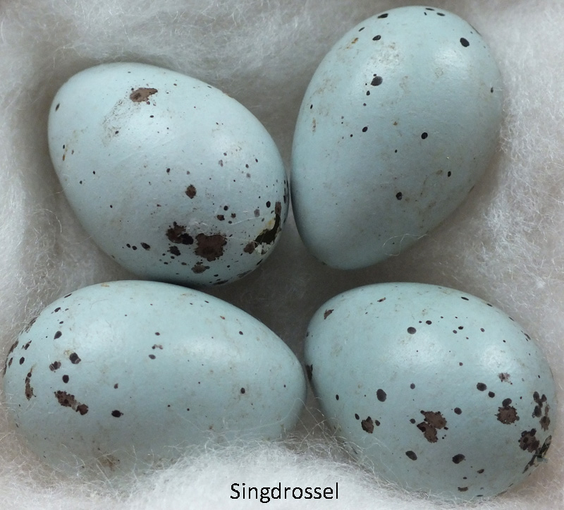 Das Foto zeigt vier Eier der Singdrossel