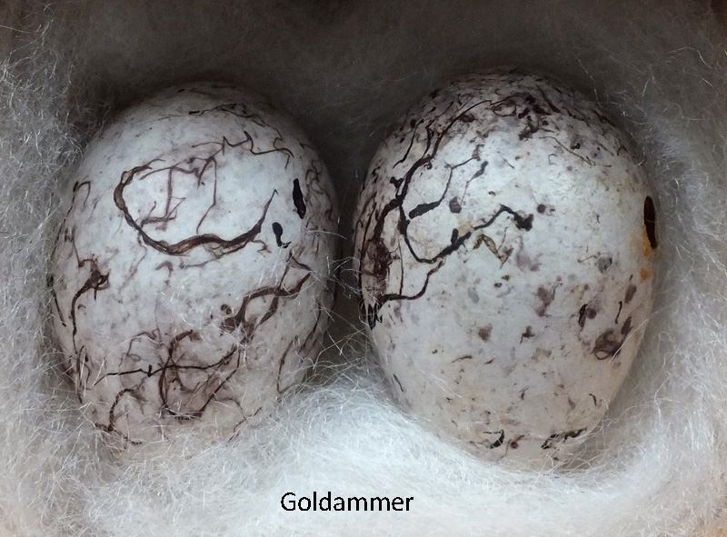 Das Foto zeigt zwei Eier der Goldammer