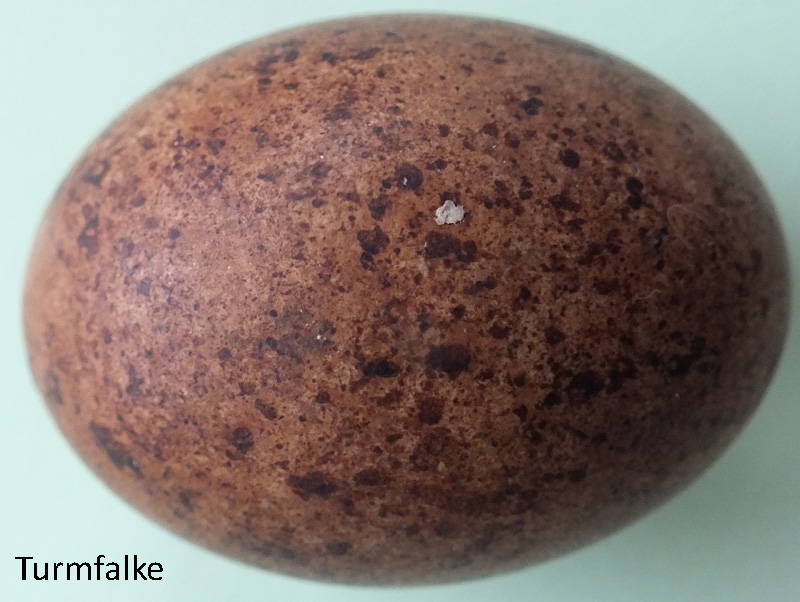 Das Foto zeigt ein Ei des Turmfalken