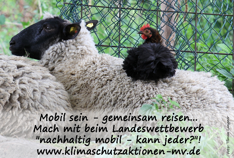 Das Foto zeigt ein schwarzes Huhn, das auf dem Rücken eines Schafes sitzt, sowie den Schriftzug: Mobil sein - gemeinsam reisen...