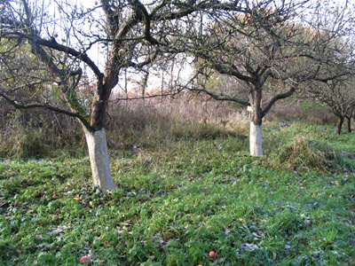 Apfelbäume mit Lehm-Kalk-Anstrich
