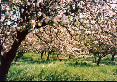 kultivierte Streuobstwiese im Frühjahr 2000 