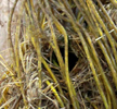 Das Foto zeigt das Nest einer Zaunkönigin, das in ein Knaäel Wäscheleine hinein gebaut wurde.