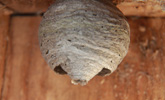 Das Foto zeigt ein noch relativ kleines Wespennest, das sich in einem Nistkasten für Spatzen bzw. Meisen befindet.