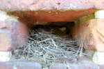 Das Foto zeigt das Nest einer Bachstelze, das sich in einer mMauernische befindet