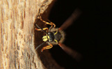 Das Foto zeigt eine Wespe, die aus dem Einflugloch eines Nistkastens herauskommt..
