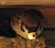 Das Foto zeigt einen Feldsperling, der aus seinem Nest schaut und etwas Weißes im Schnabel hat.