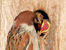 Das Foto zeigt einen erwachsenen Feldsperling, der am Einflugloch seines Nistkastens ein Junges füttert.
