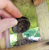 Das Foto zeigt das Nest eines Grauschnäppers mit drei Eiern.