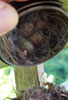 Das Foto zeigt das Nest eines Grauschnäppers mit drei Eiern.