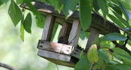 Das Foto zeigt einen Grauschnäpper auf seinem Nest - einem Futterhäuschen, das in einem Kirschbaum hängt.
