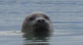 Das Foto zeigt einen Seehund, der aus dem Wasser schaut.