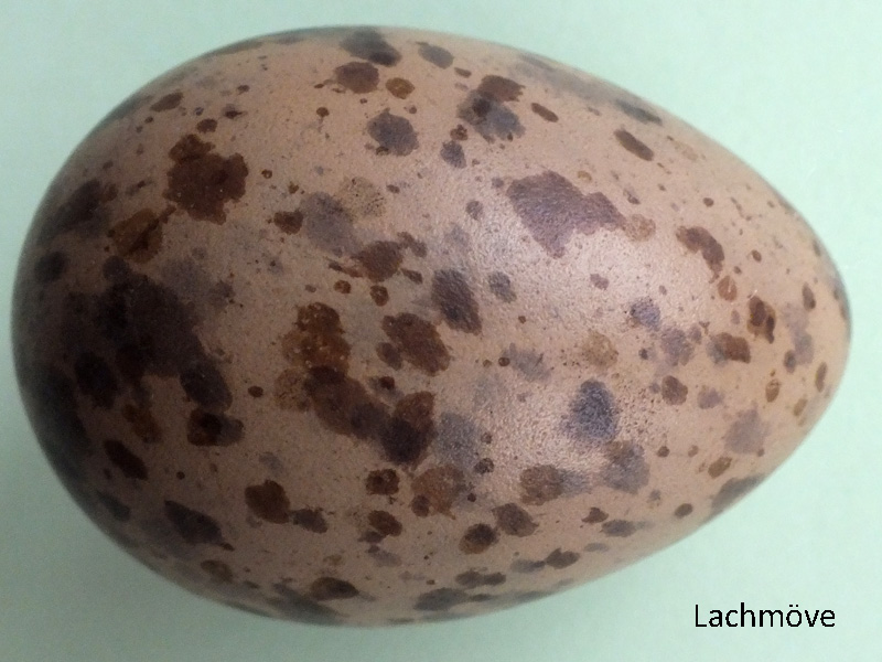 Das Foto zeigt ein Ei der Lachmöve