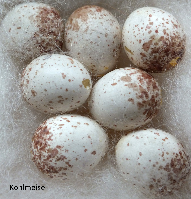 Das Foto zeigt sieben Eier der Kohlmeise