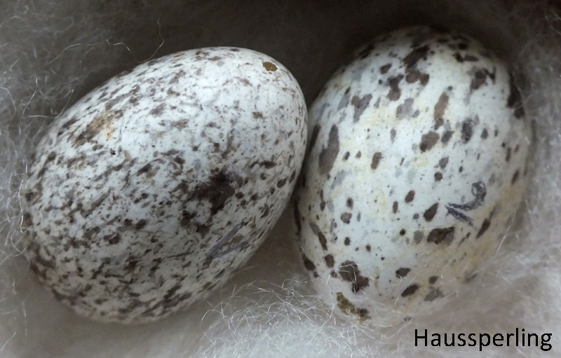 Das Foto zeigt zwei Eier des Haussperlings