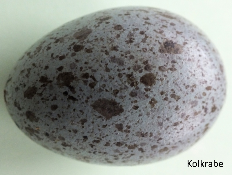 Das Foto zeigt ein Ei des Kolkraben