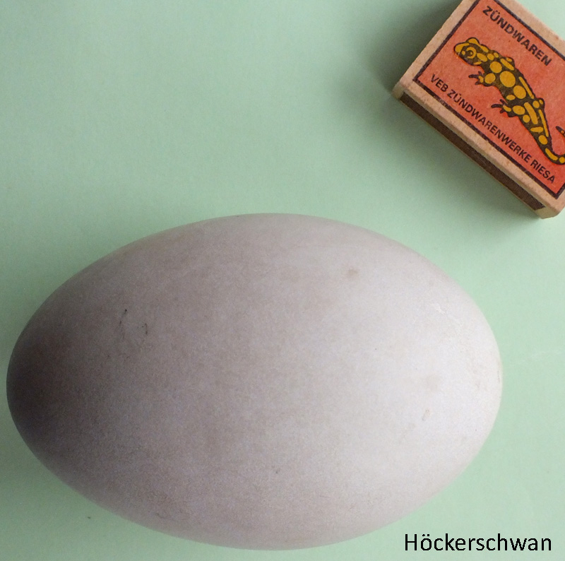 Das Foto zeigt ein Ei des Höckerschwans