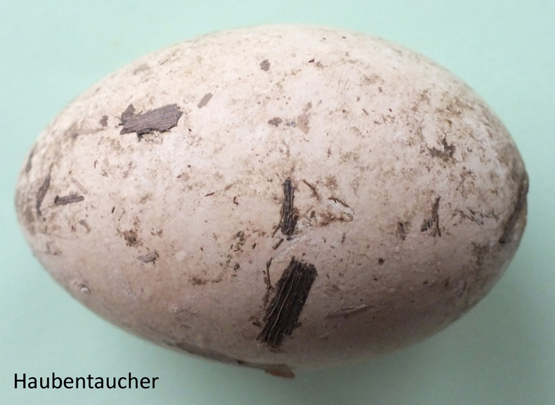 Das Foto zeigt ein Ei des Haubentauchers