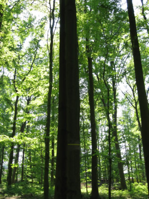 Bäume ragen im Wald in den Himmel,Foto: Brunhild Heideck, Hochwald im Sommer